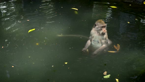 Macaque Resting in a Pond at the Park