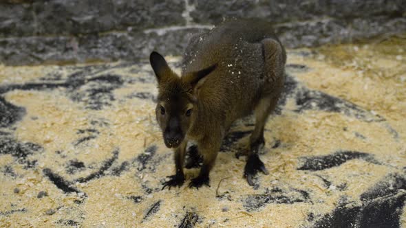 Close Up of Kangaroo in Zoo