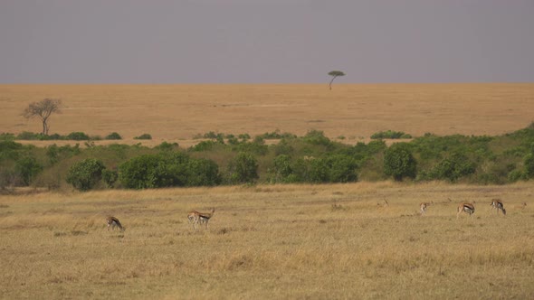Thomsons gazelles in Masai Mara alt
