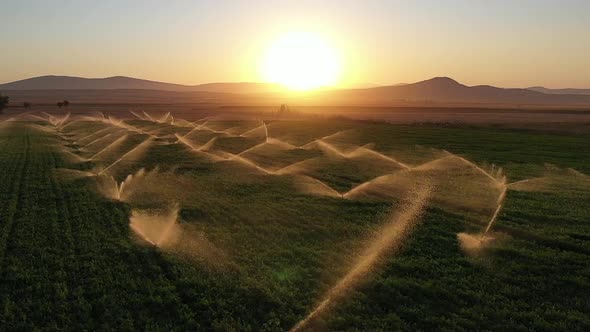 Irrigation system in agricultural field at sunset. Aerial view. 