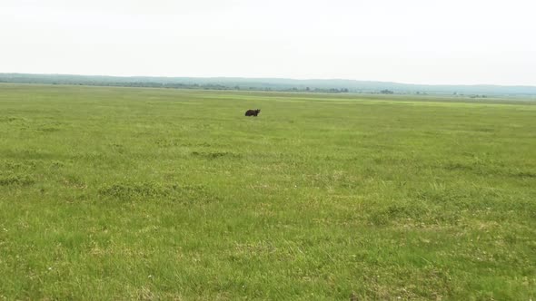Kamchatka Brown Bear Looks Around in Search of Danger alt