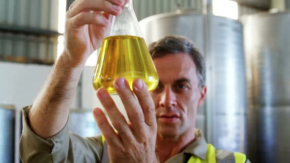 Worker examining olive oil alt