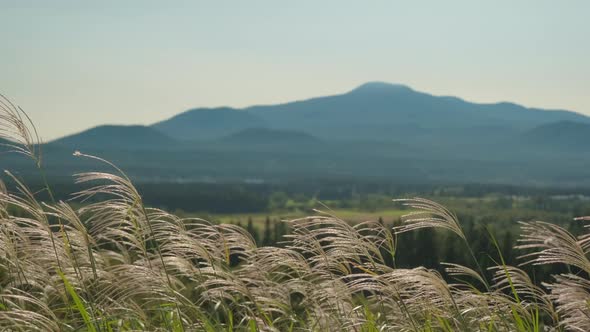 The view of Hallasan Mountain and the silver grass swaying in the wind. alt
