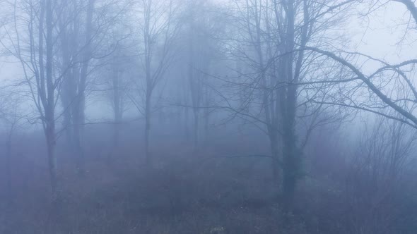 Aerial drone video of mysterious misty blue foggy woods with bare trees in mist in woodland in winte alt