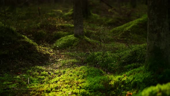 Mossy Pine Forest alt
