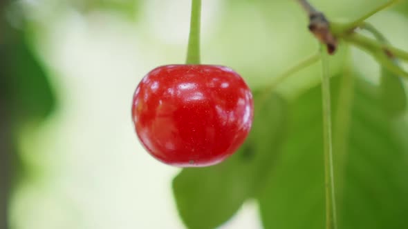 Cherry alt