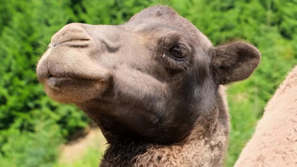 Camel Head Close Up on a Background of Green Trees alt