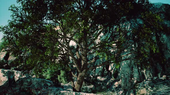 Exotic Tree on a Cliff Near Ocean alt