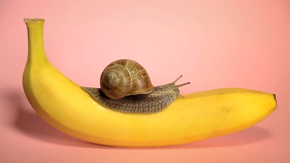 Yellow Banana with Snail on a Pink Background