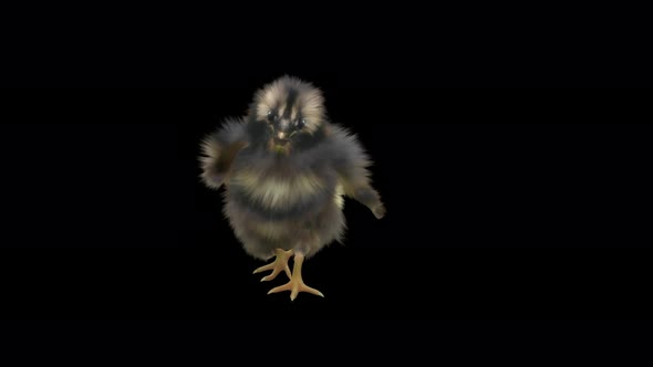 15 Baby Chicks Dancing 4K alt