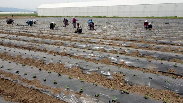 Organic Pepper Field alt