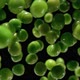 Super Closeup of the Green Peas Falling Diagonally on the Black Background - VideoHive Item for Sale