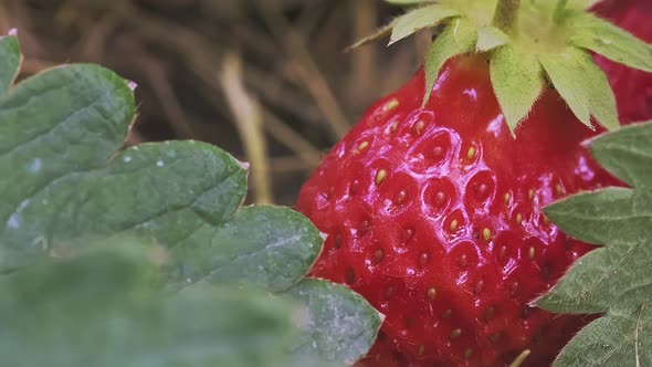 Super Macro of Red and Ripe Strawberry Fruit with a Leaf