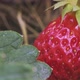 Super Macro of Red and Ripe Strawberry Fruit with a Leaf - VideoHive Item for Sale