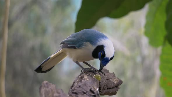Close up shot of wild Green Jay or Cyanocorax Yncas perched on branch and eating berry alt