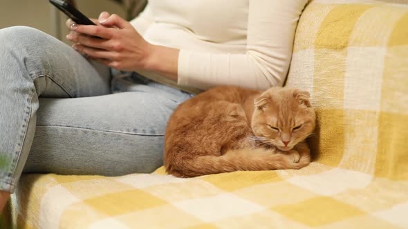 Woman with scottish cat on the sofa using phone, browsing smartphone apps
