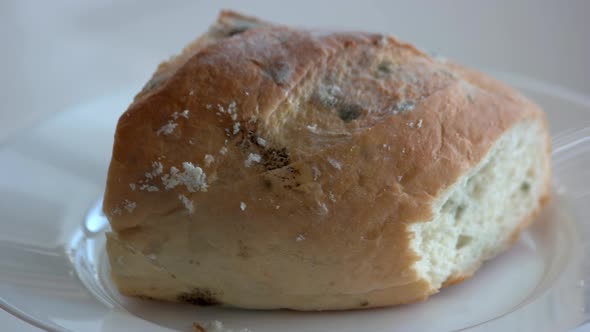 Bread Covered with Mold Close Up alt