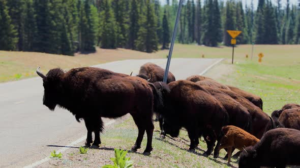 A herd of bison in Arizona alt