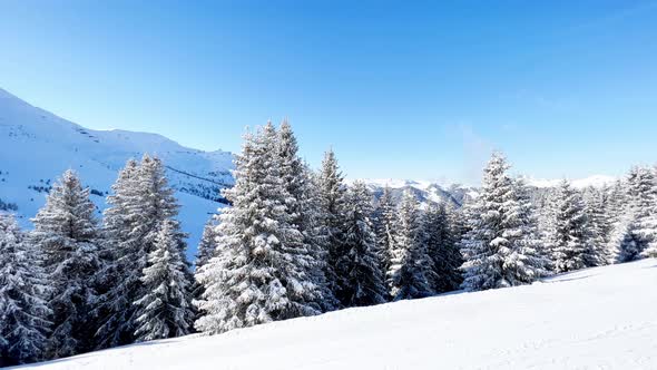 Beautiful White Snow Covered Fir Tree Over the Forest alt