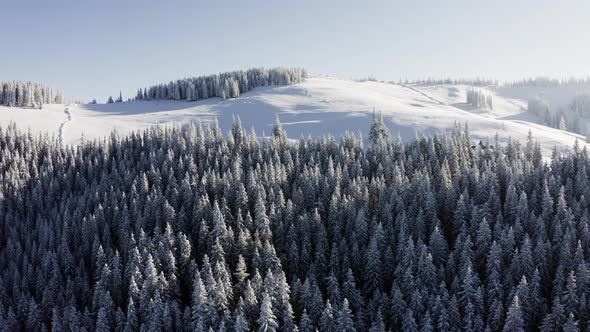 Fly near Spruce covered with Snow. Aerial Drone view of Winter Forest in the Mountains alt
