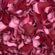 Rose Petals Transition 05 HD - VideoHive Item for Sale