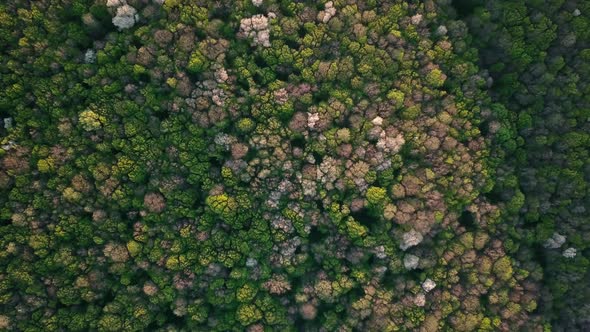 Aerial shot top view of summer green Coniferous and deciduous trees. Drone video.