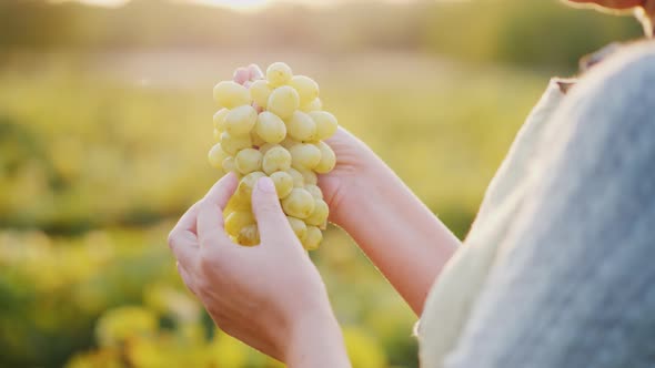 Winemaker Holding a Bunch of Grapes on the Background of the Vineyard alt