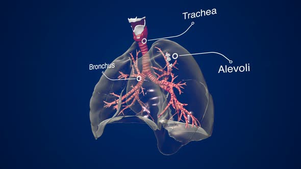Human Lungs Breathing Infographic