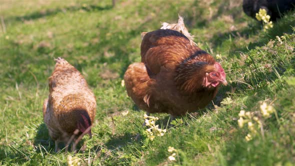 Chicken Feed on Green Meadow Pasture in Free Range Organic Farm Sunny Spring alt
