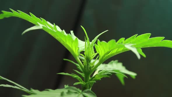 Cannabis plant growing time-lapse. Vegetation period of marijuana grow. Organic weed production alt