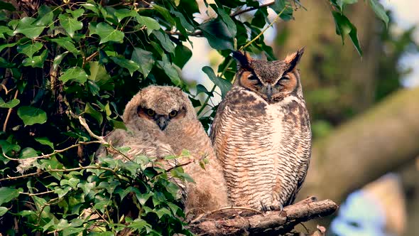 Great Horned Owls alt