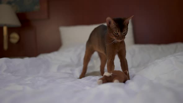 Cute Abyssinian Cat Playing with a Mouse and a Piece of Paper alt