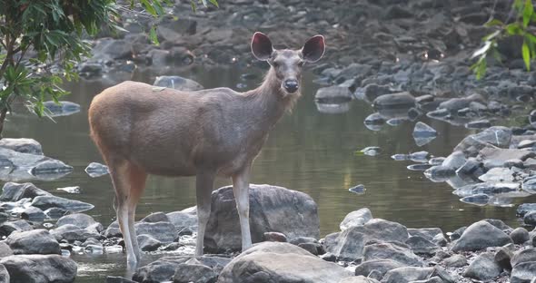Beautiful Female Sambar (Rusa Unicolor) Deer Standing Near River in the Ranthambore National Park alt