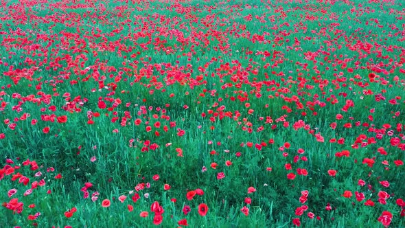Field of Blossoming Red Poppies. Beautiful Flowers Meadow and Summer Nature Landscape	 alt