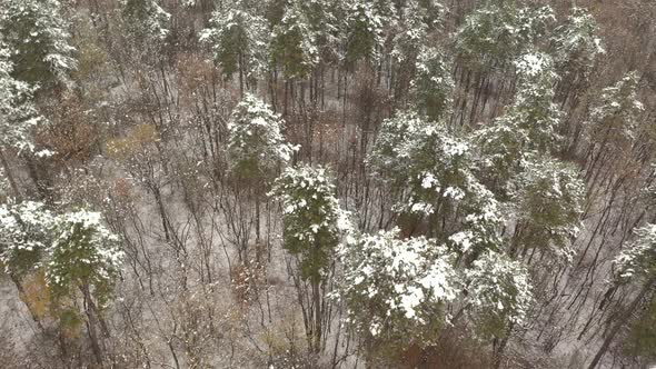 Slow flight over the forest by winter 4K aerial video alt