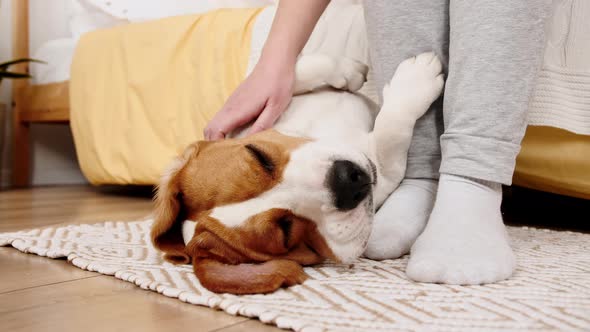 The Female Owner of the Beagle Dog Lying on the Back and Stroking Her Pet alt