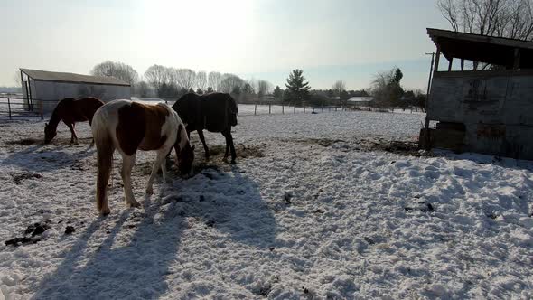 Paint Quarter Horse, Quarter Horse And Thoroughbred Off The Track Eating Hay In A Snowy Ranch On Win alt
