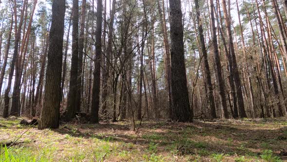 Inside a Pine Forest By Day Slow Motion alt