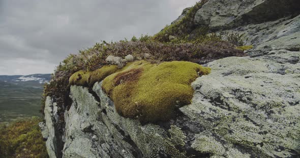 Rocks In Landscape Covered In Moss And Lichen alt