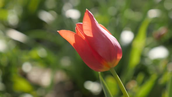 Didier tulip lily plant bulb close-up 4K 2160 30fps UltraHD footage - Shallow DOF red Tulipa gesneri alt