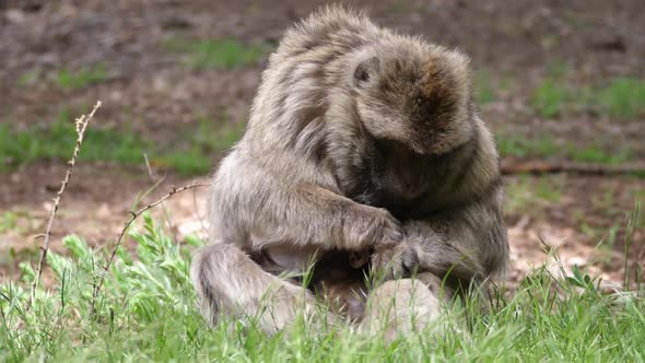 Barbary ape feeding his young alt