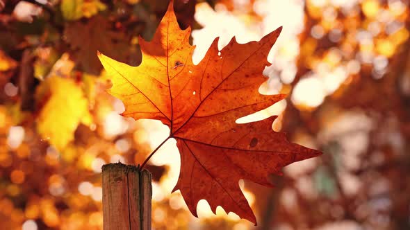 Golden Maple Leaf Stuck in Small Broken Wooden Stick alt