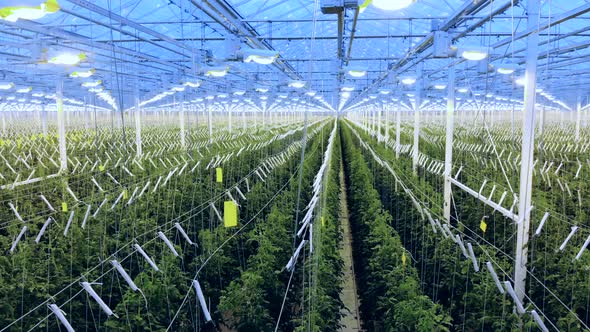 Spacious Glasshouse with Multiple Rows of Cultivated Plants alt