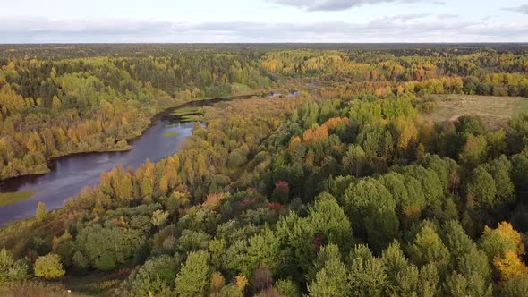 Summer Early Autumn in Forest Aerial Top View