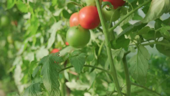Tomatoes grow in greenhouse in environmentally friendly conditions.