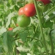 Tomatoes grow in greenhouse in environmentally friendly conditions. - VideoHive Item for Sale