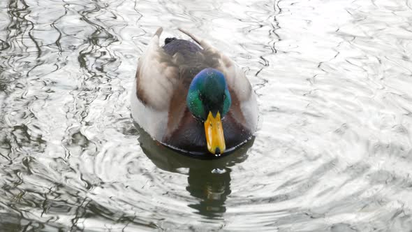 Ducks Swim on Lake