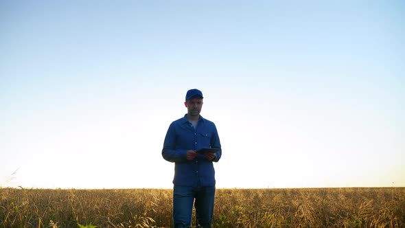 Farmer Businessman Walking Down Wheat Field Inspects Field Ripe Wheat at Sunrise alt