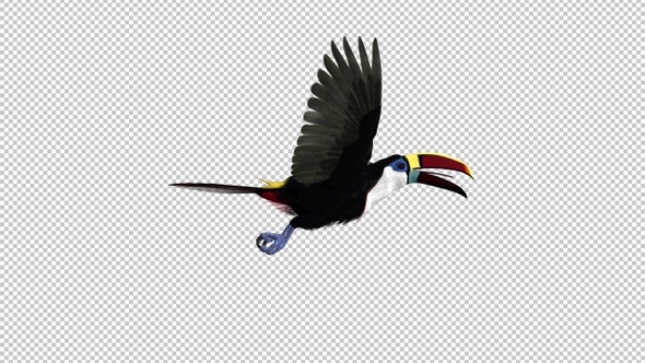 Toucan - I - White Throated - Flying Loop - Side View