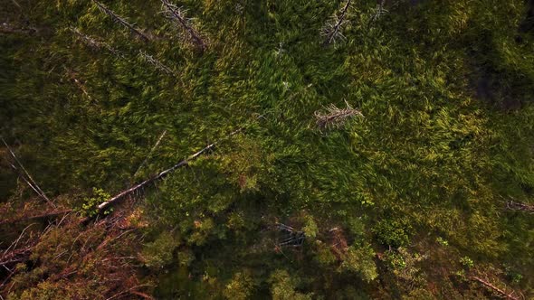Forest floor with green grass and puddle alt